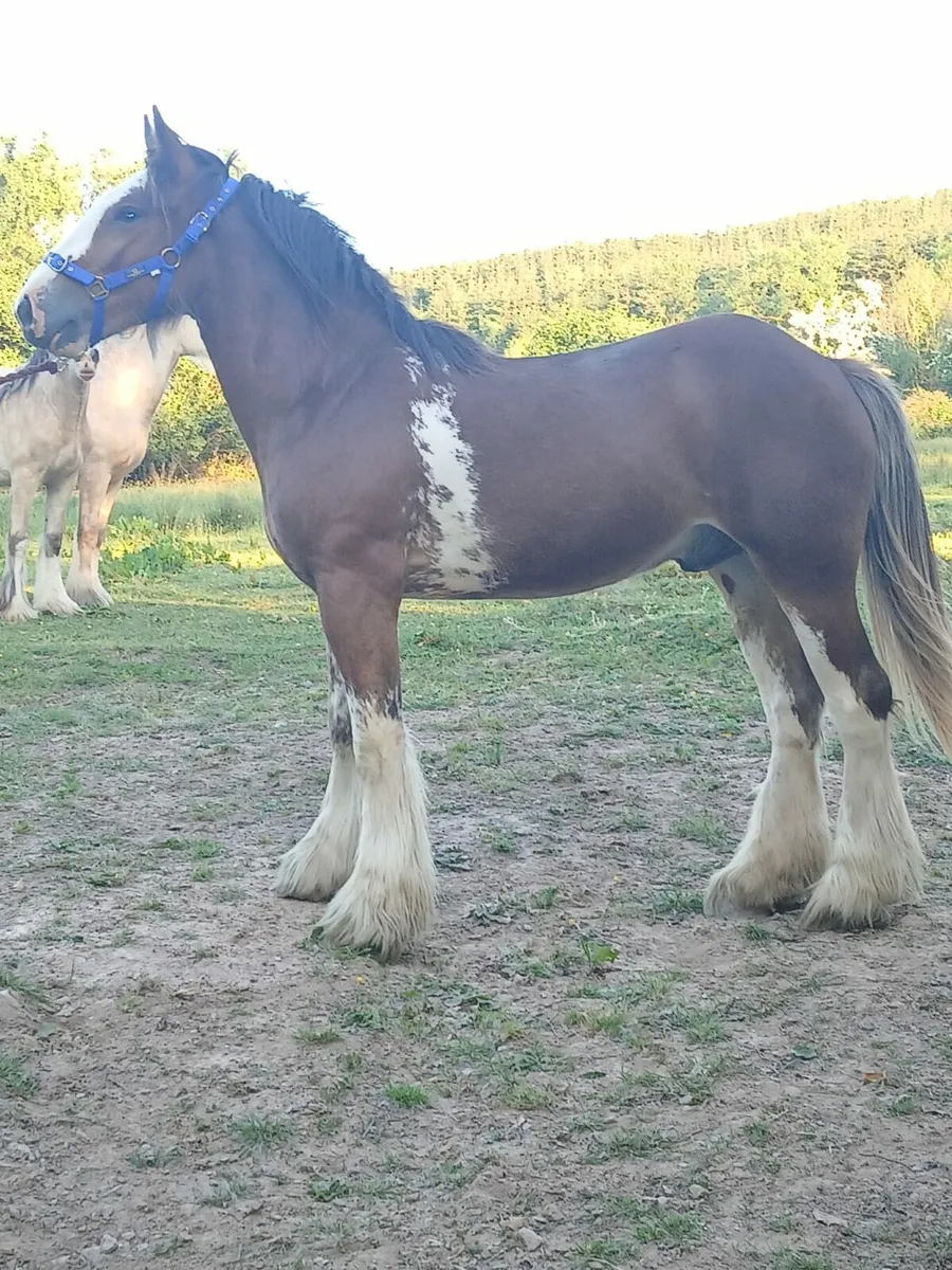 Irish cob - Image 1
