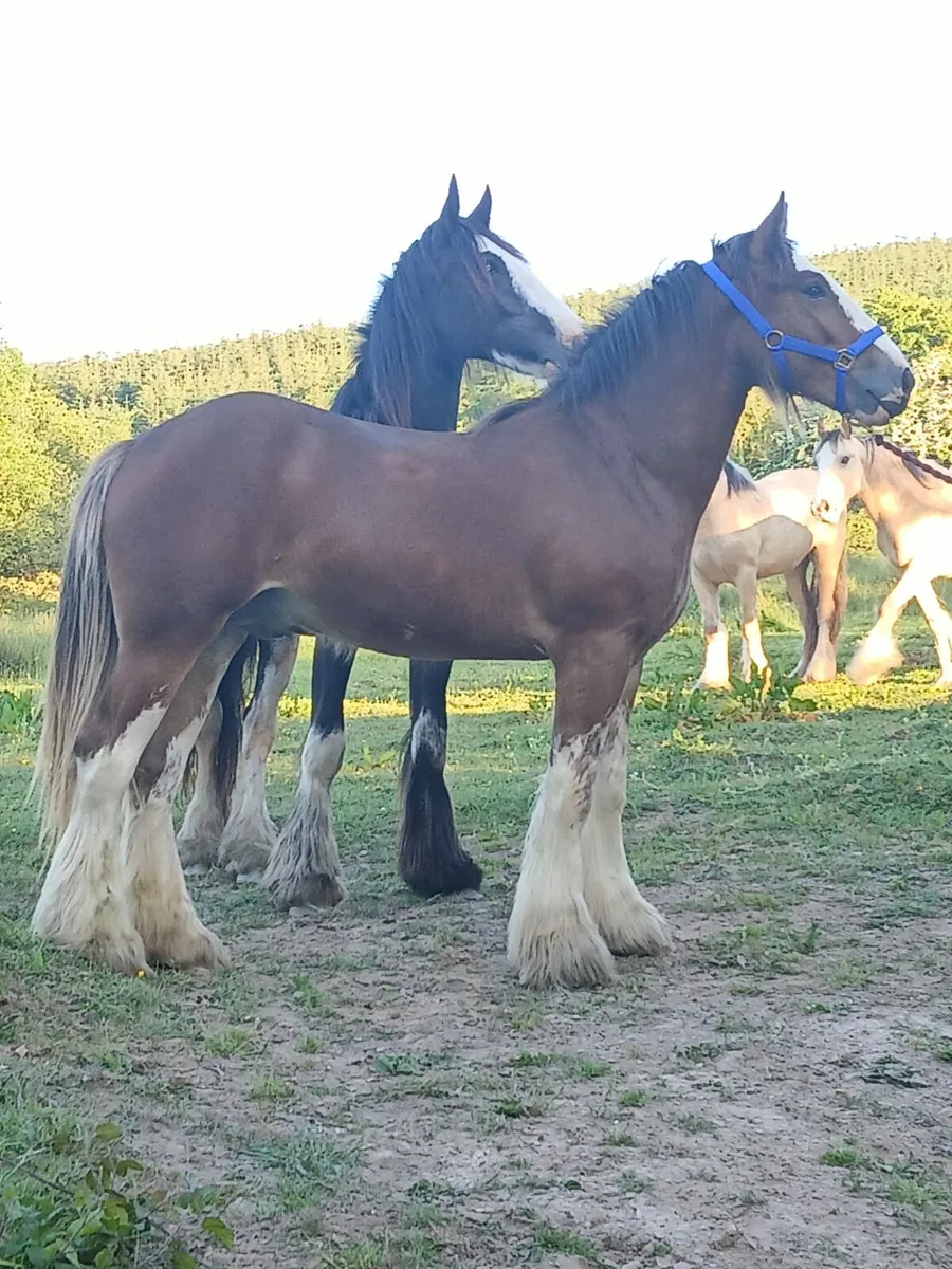 Irish cob - Image 2