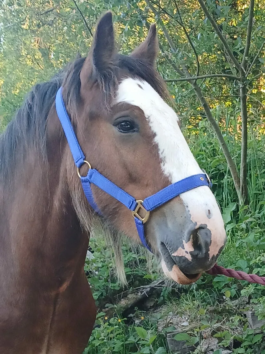 Irish cob - Image 3