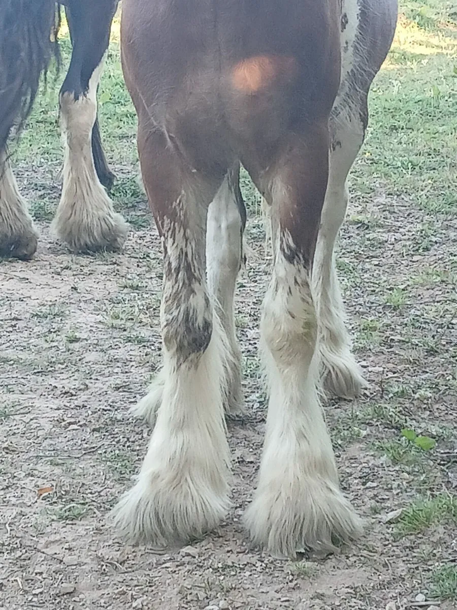 Irish cob - Image 4