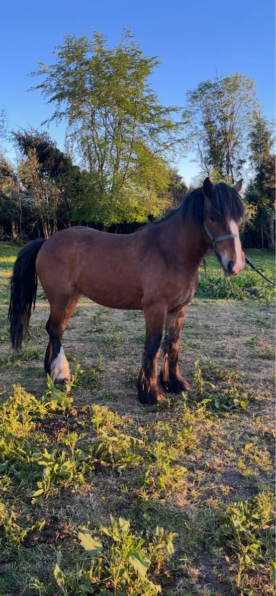 Horses - Image 1