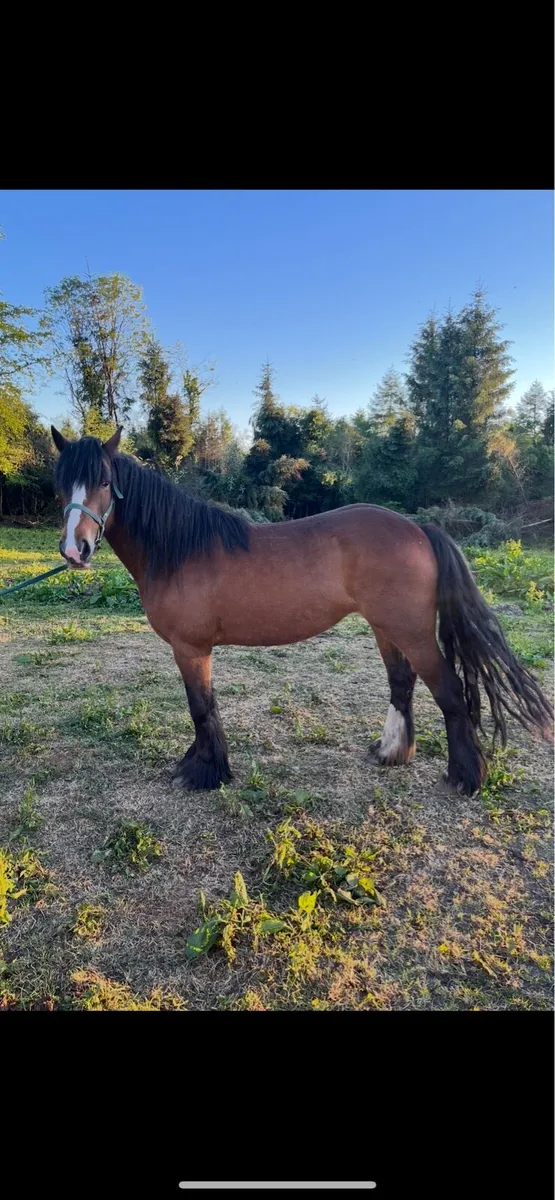 Horses - Image 2
