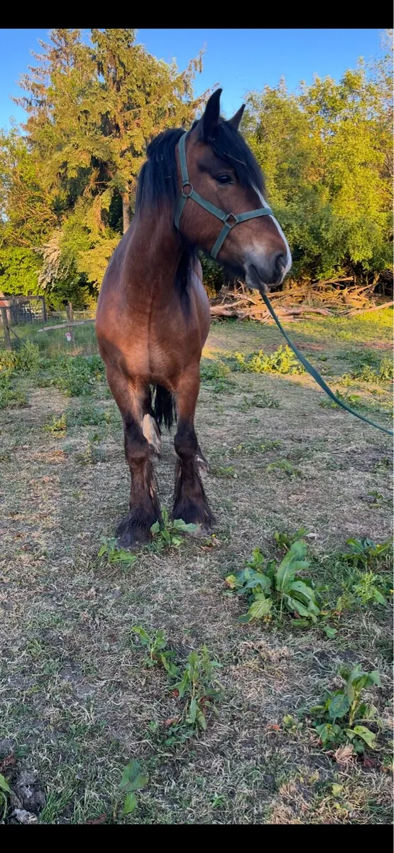 Horses - Image 4