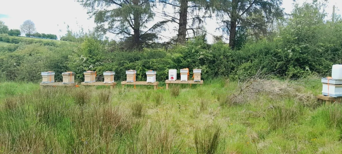 Sites for Bee Hives Wanted!!! - Image 1