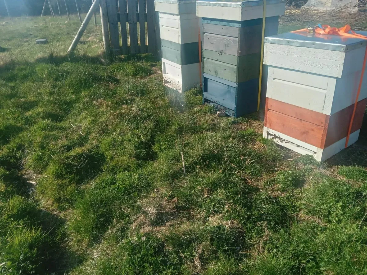 Sites for Bee Hives Wanted!!! - Image 2