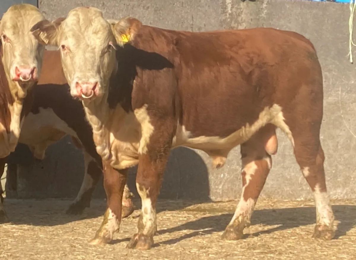 6 PBR Polled Hereford Bulls - Image 4