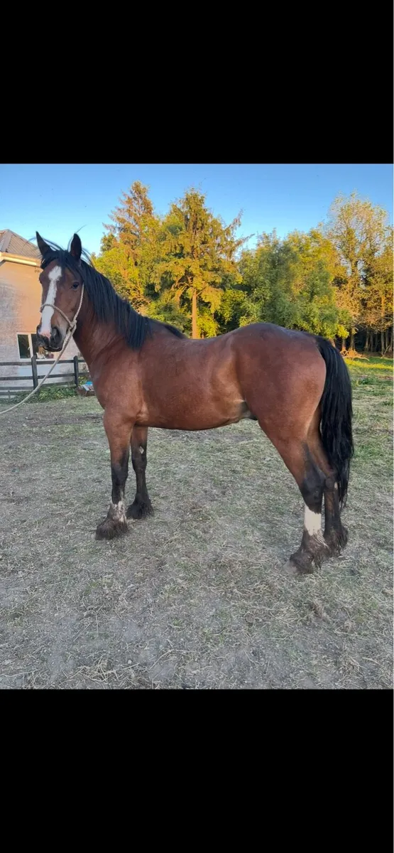 Horse - Image 1