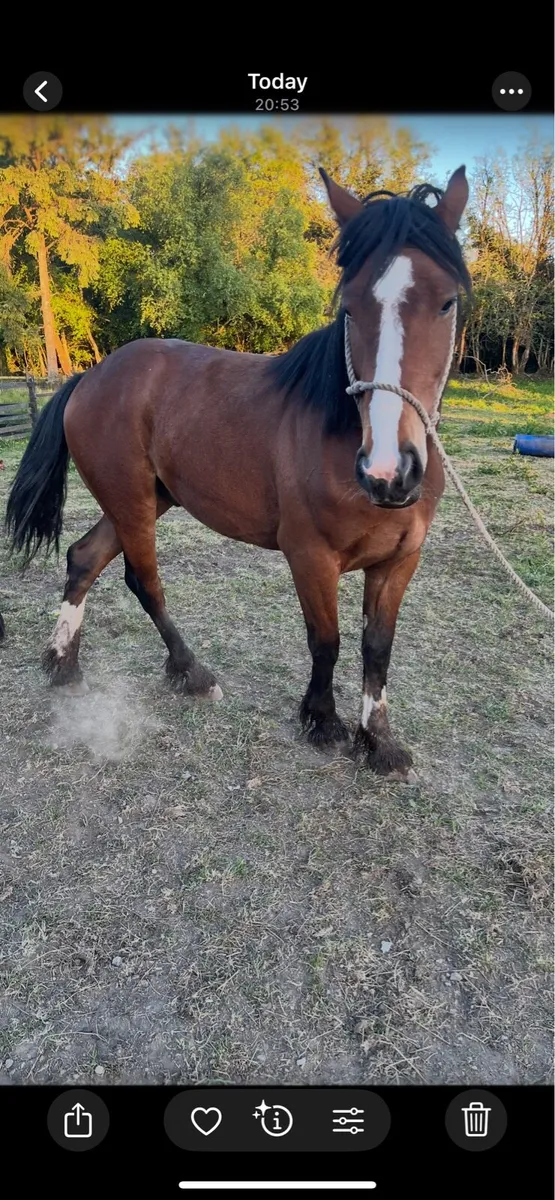 Horse - Image 2