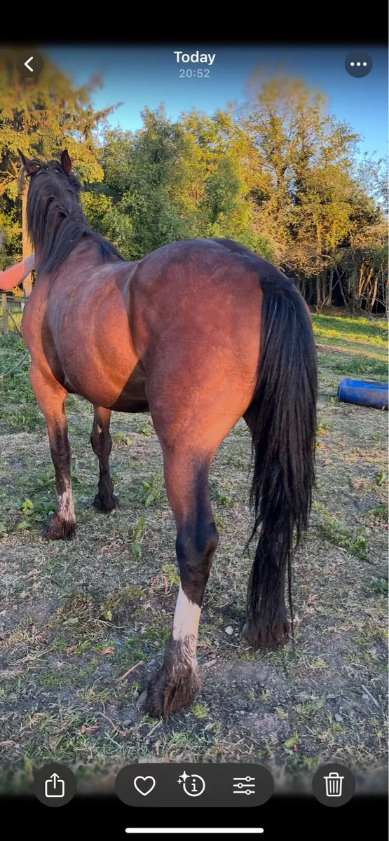 Horse - Image 3