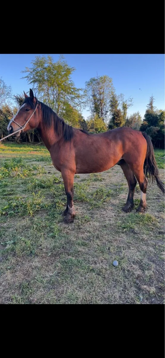 Horse - Image 4