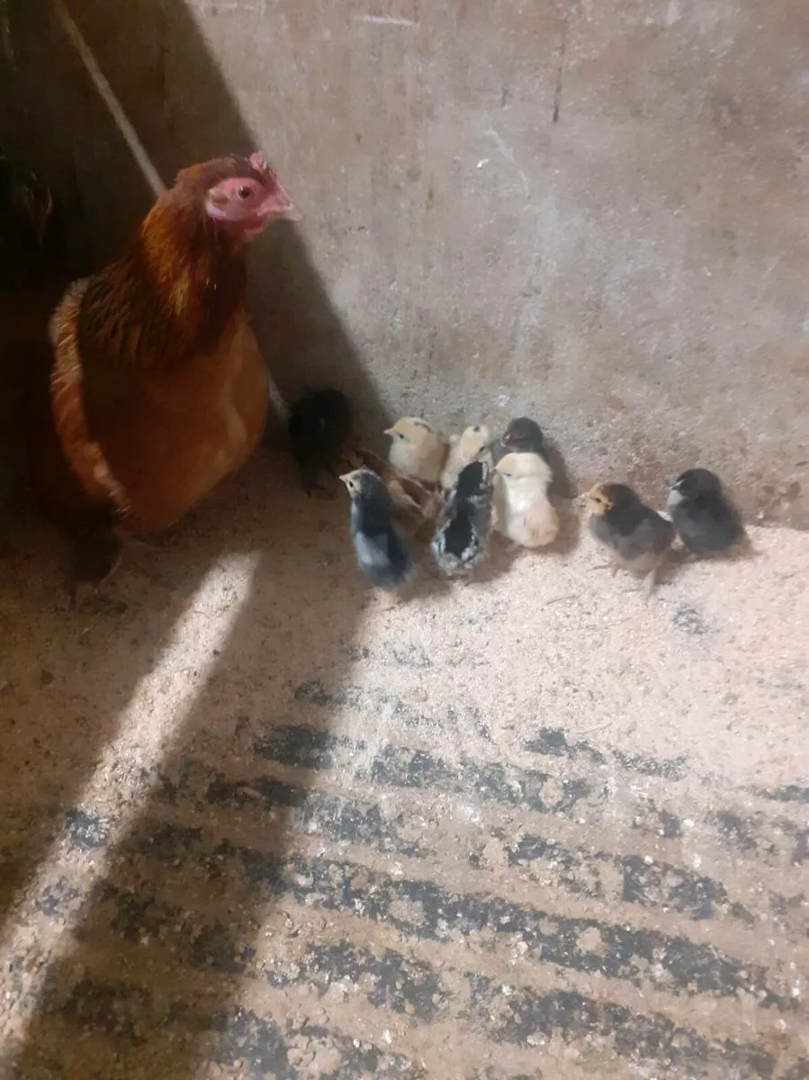 Bantams - Image 1