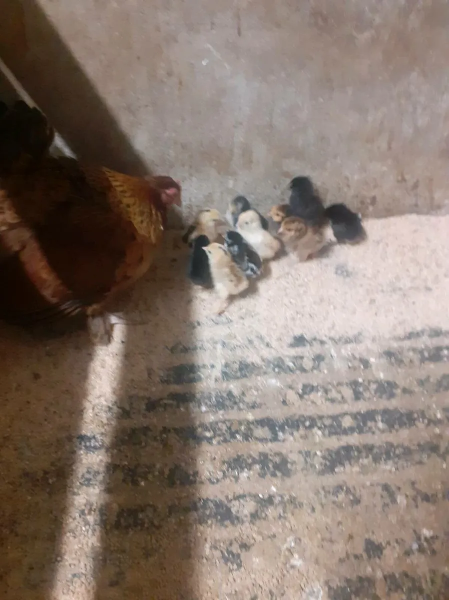 Bantams - Image 2