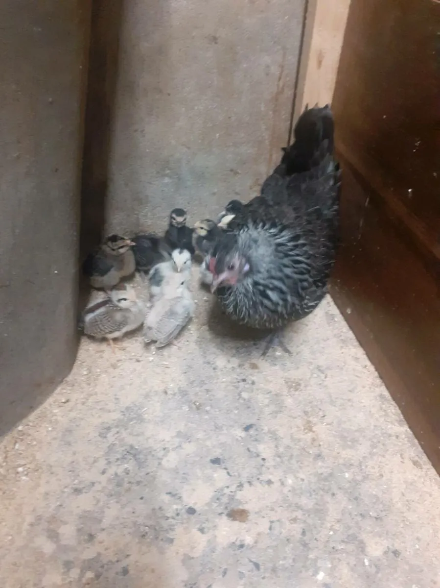 Bantams - Image 3