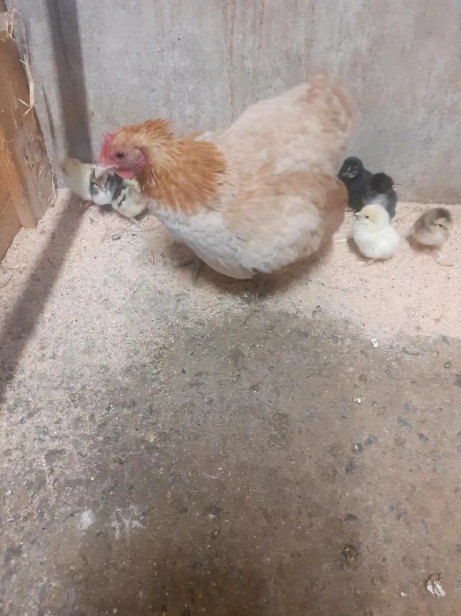 Bantams - Image 4