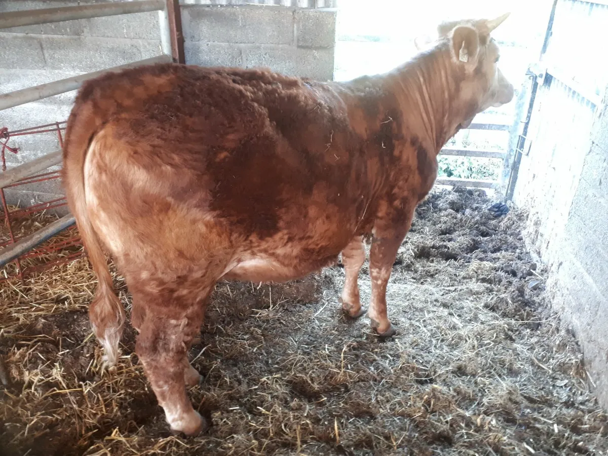 Yearling heifer - Image 1