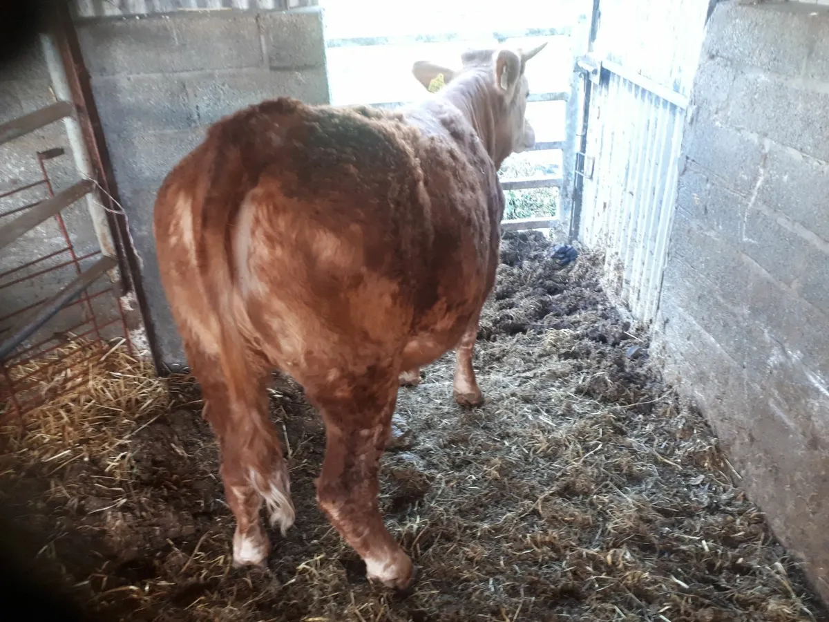 Yearling heifer - Image 2
