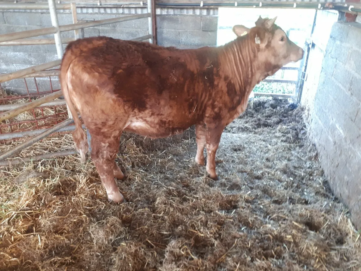 Yearling heifer - Image 3