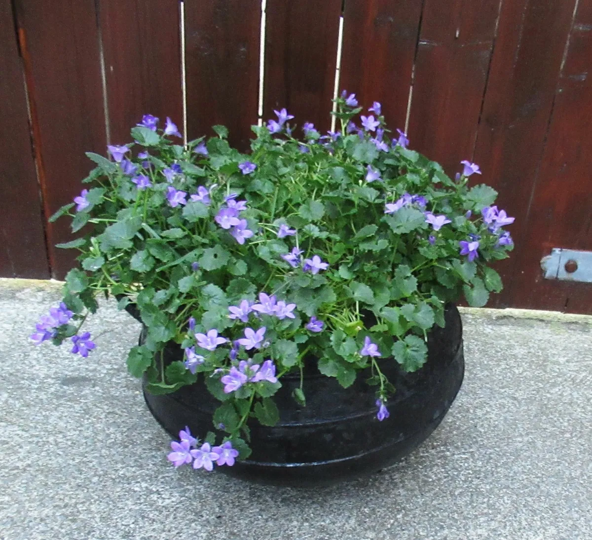garden pot Black Cauldron iron antique vintage - Image 1