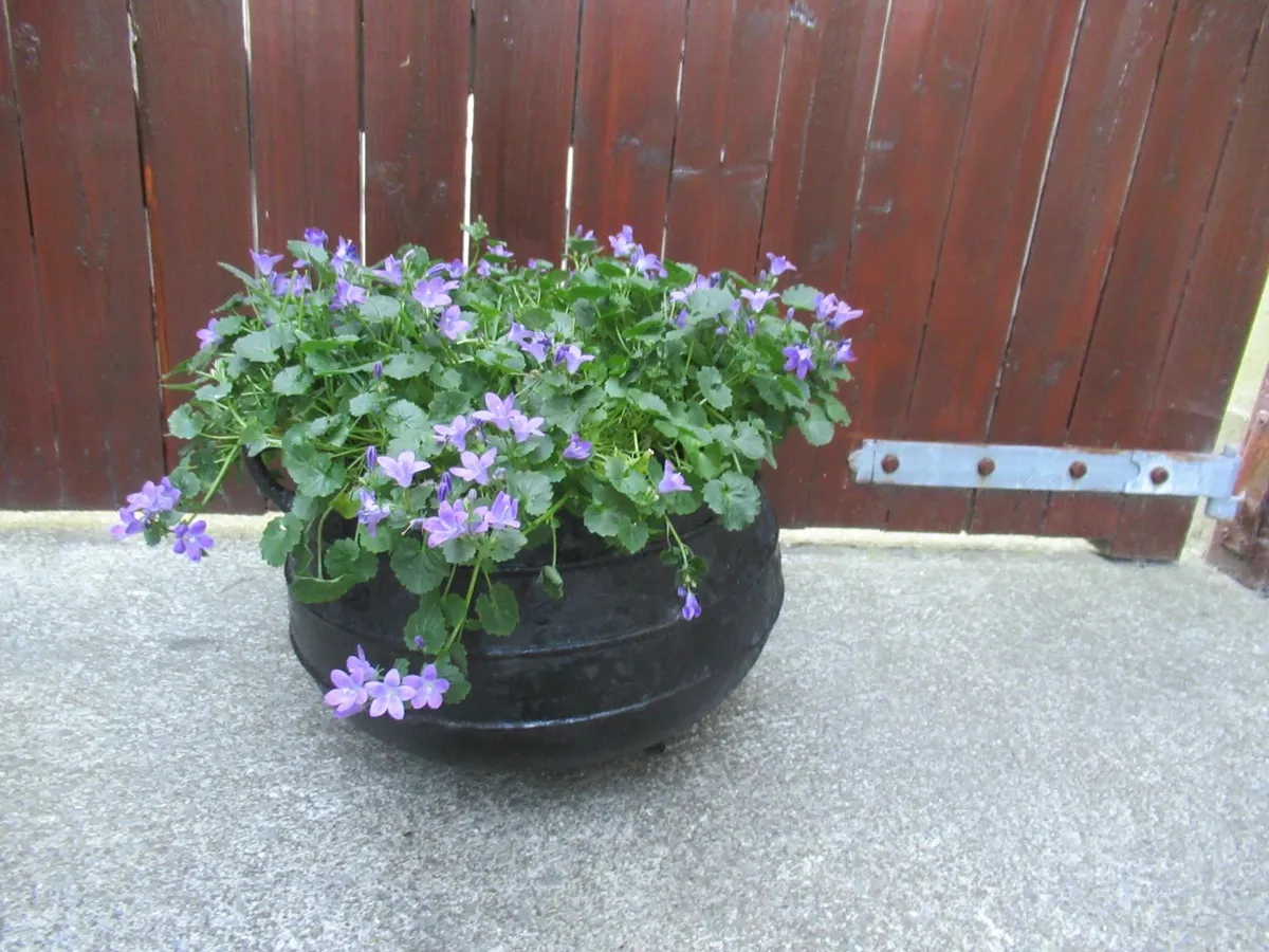 garden pot Black Cauldron iron antique vintage - Image 2