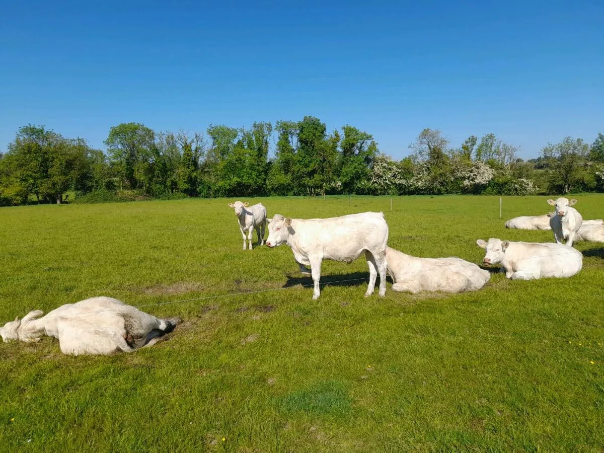Charolais heifers - Image 1