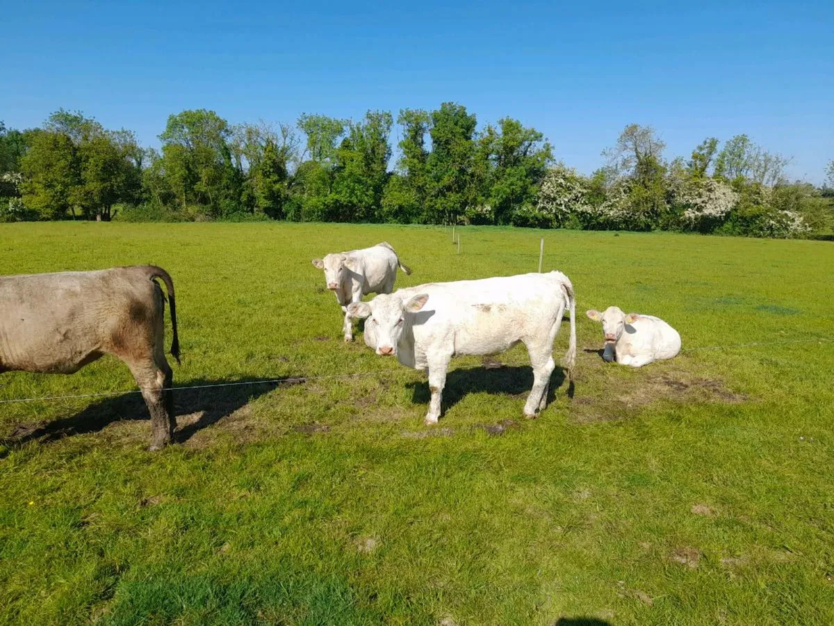 Charolais heifers - Image 2