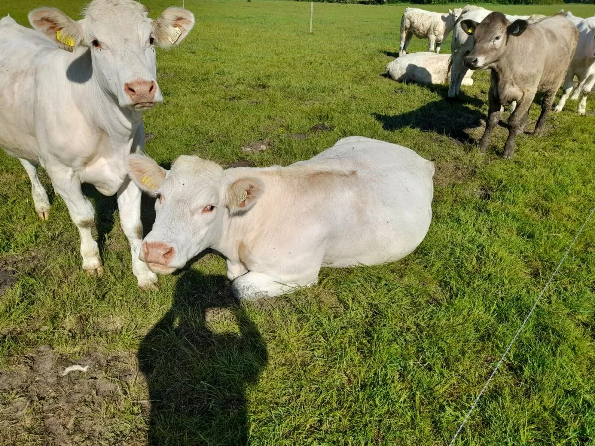 Charolais heifers - Image 3