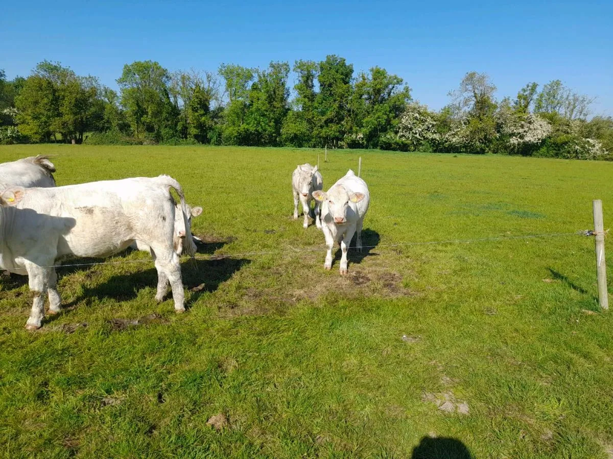 Charolais heifers - Image 4