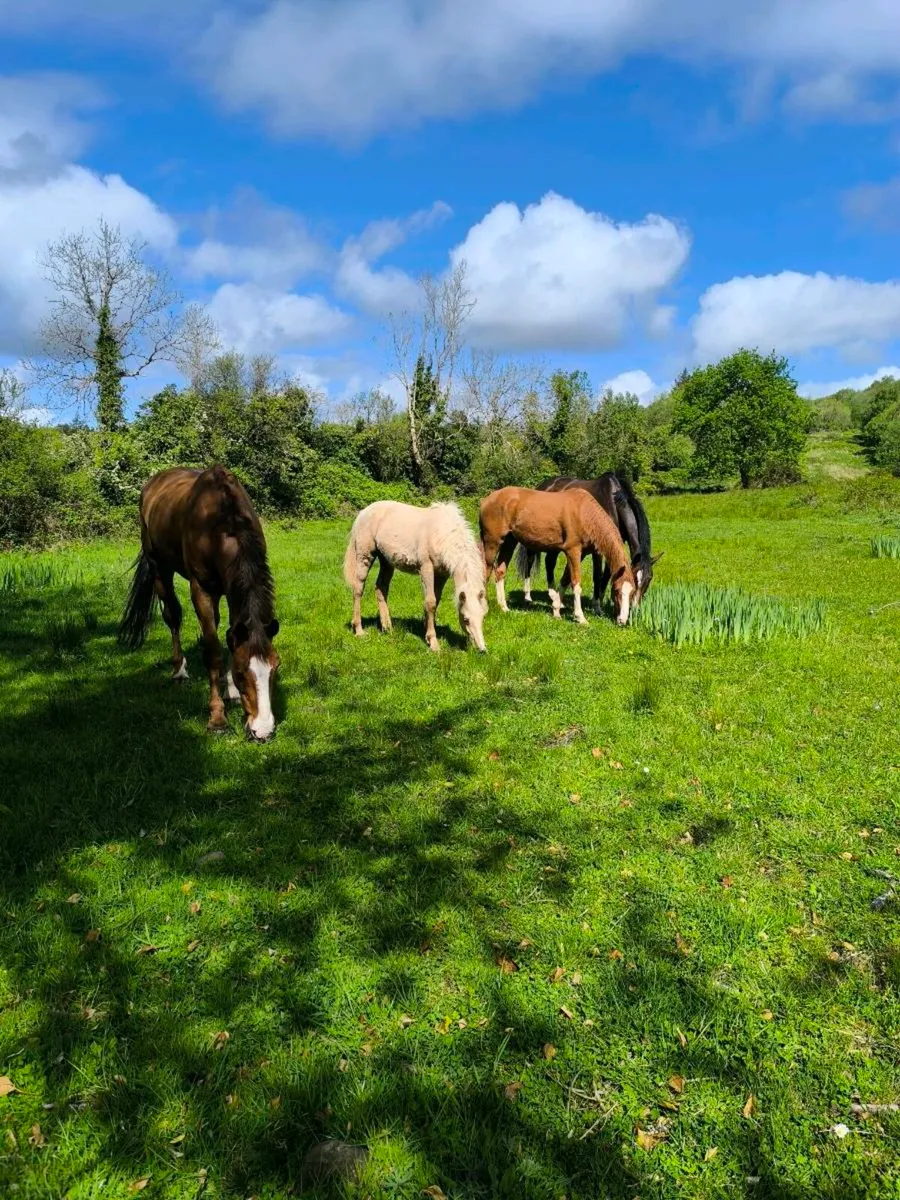 Kroongraaf mare - Image 2