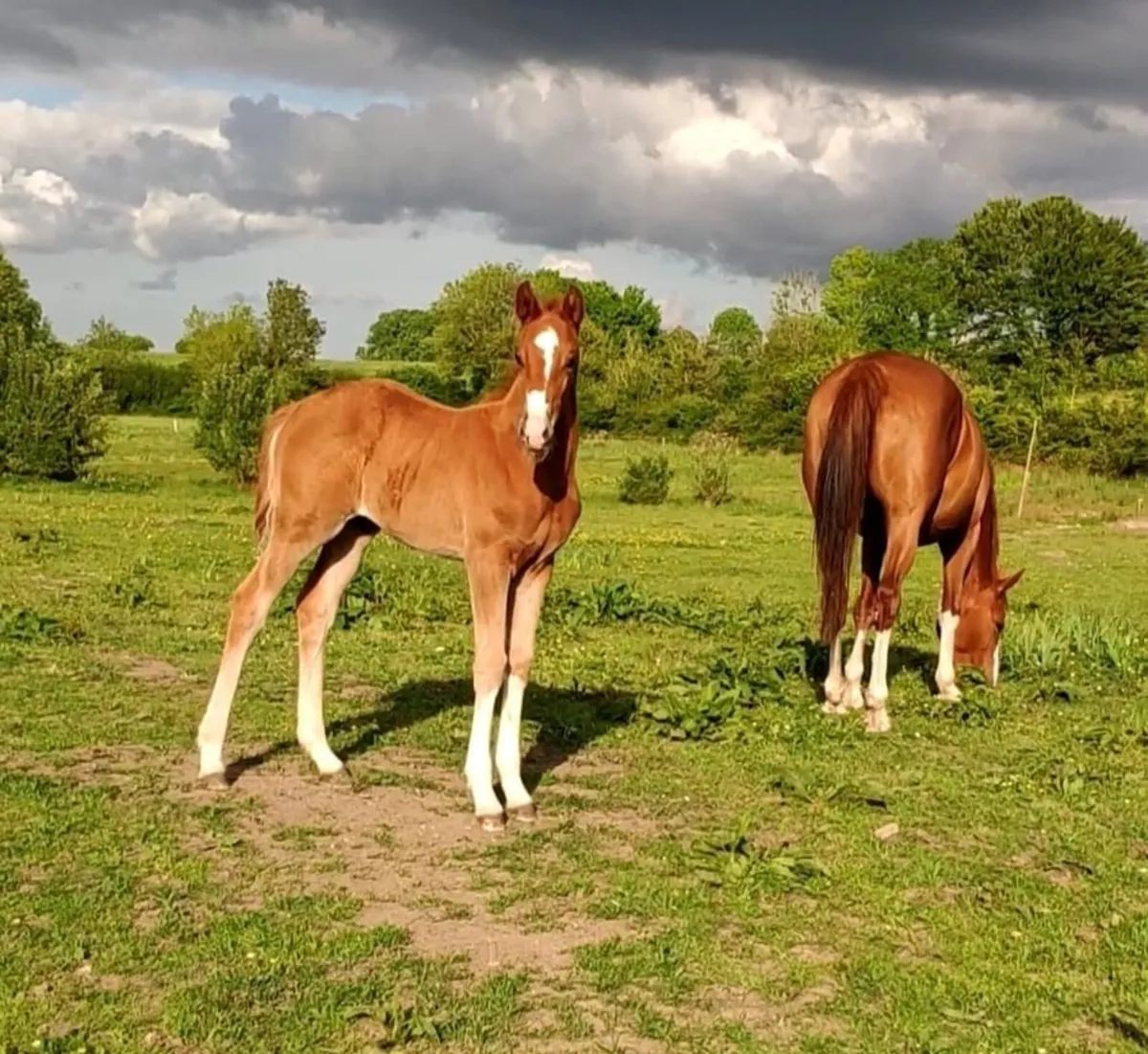 Kroongraaf mare - Image 3