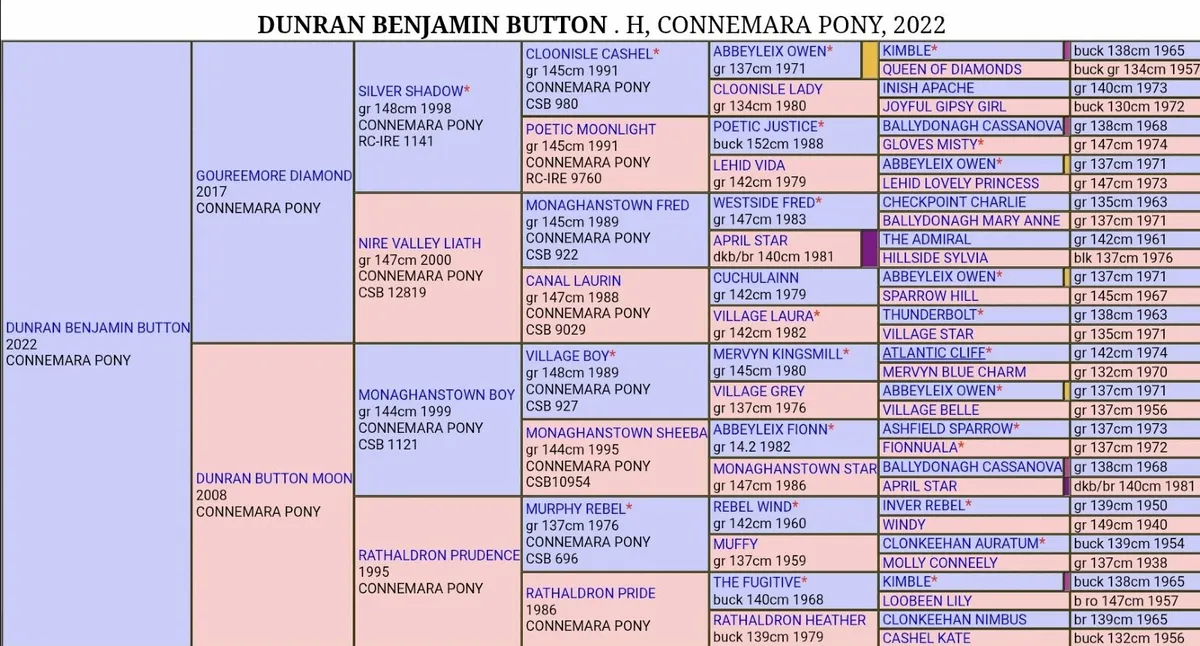 Dunran Benjamin Button at Stud 2025 - Image 4