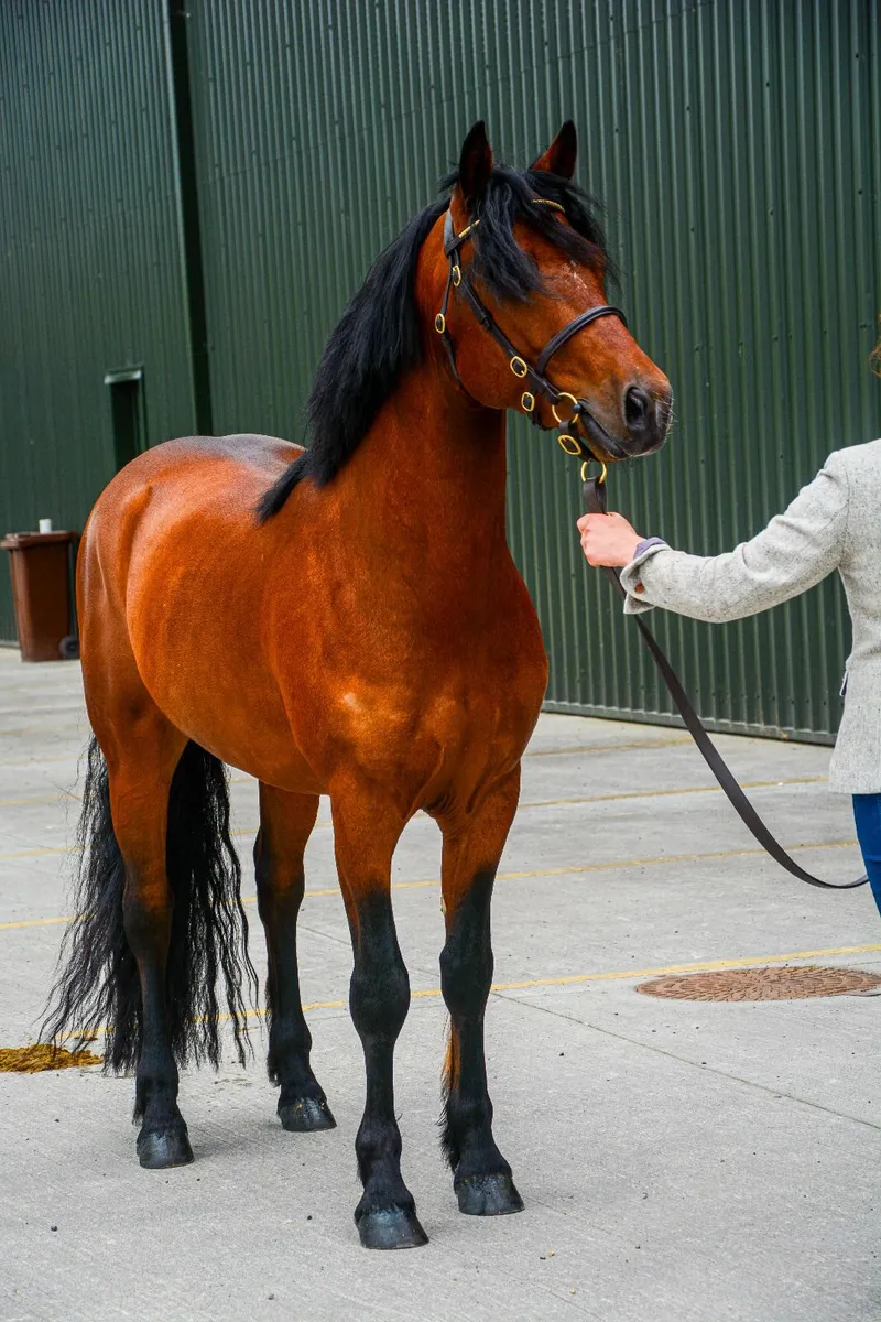 Dunran Benjamin Button at Stud 2025 - Image 3