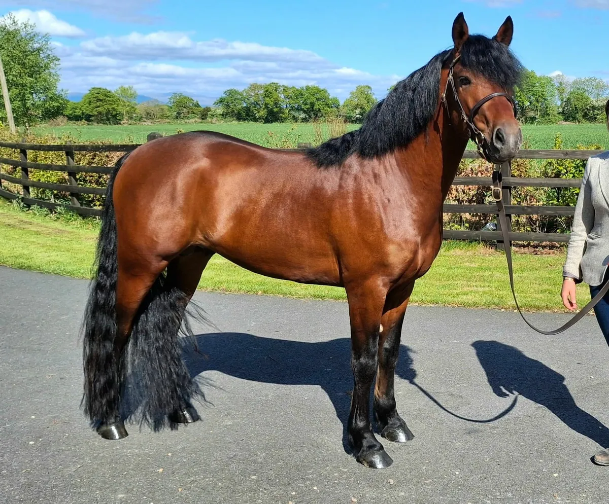 Dunran Benjamin Button at Stud 2025 - Image 1