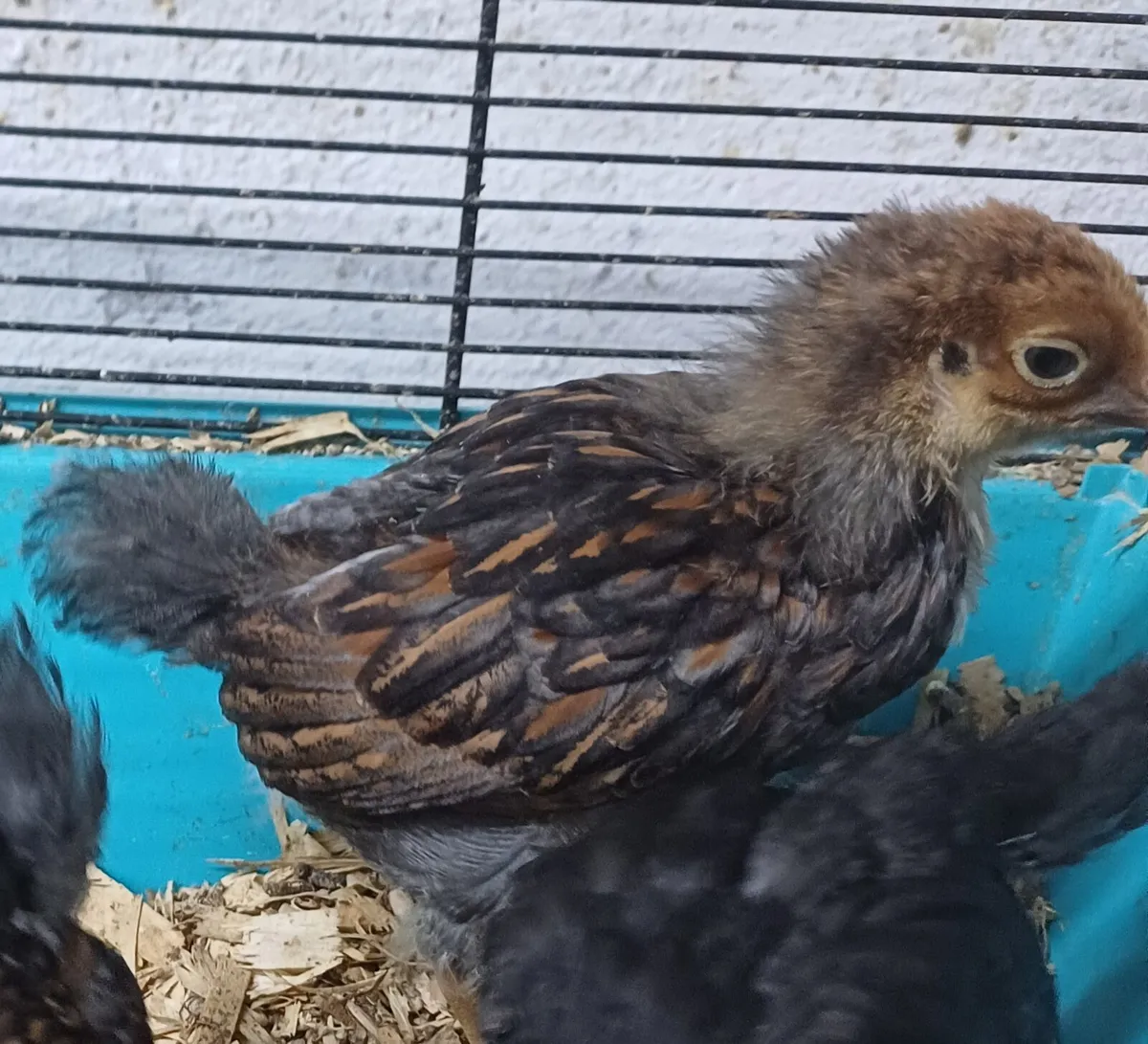 Bluelaced wyandotte bantam