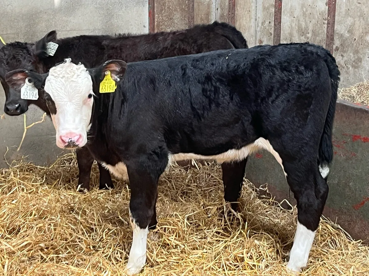 10 6/8 Week Old AA & HE Heifer Calves - Image 1