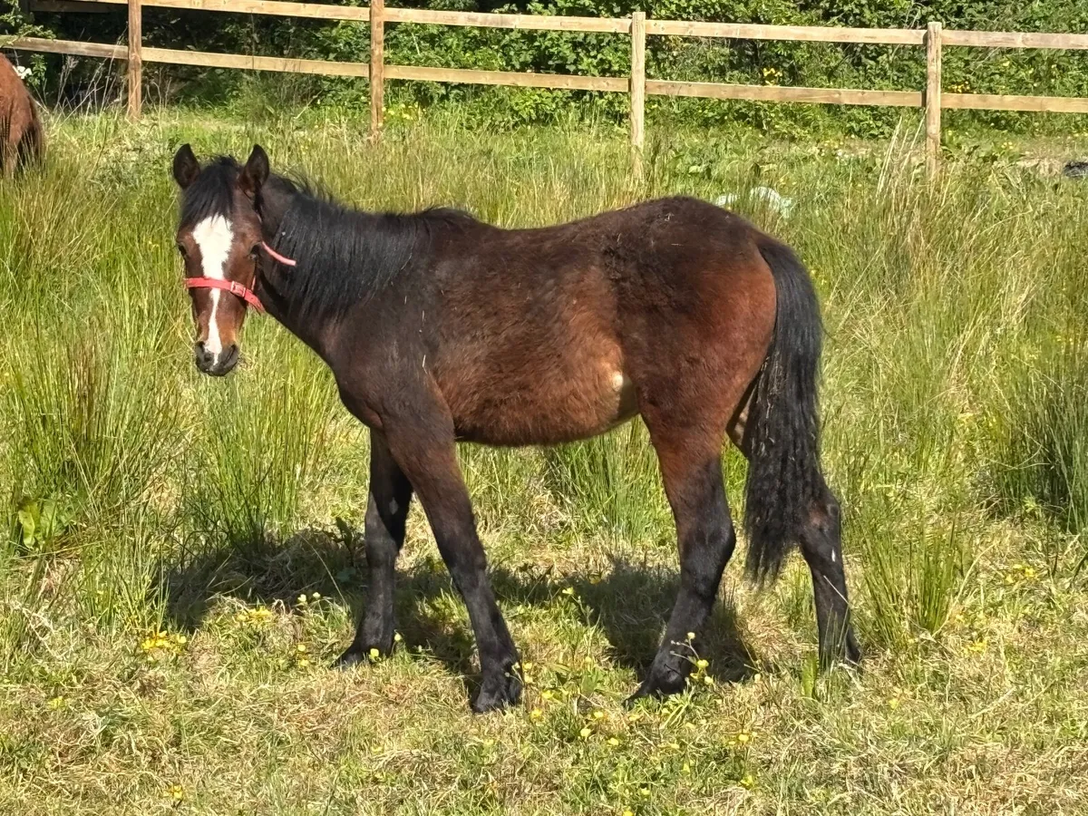 Connemara pony - Image 2
