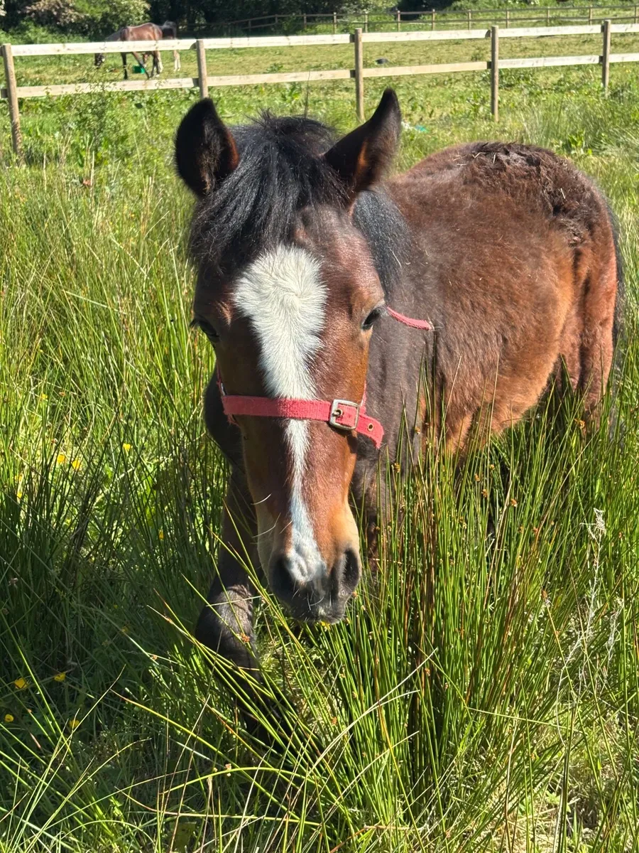 Connemara pony - Image 1