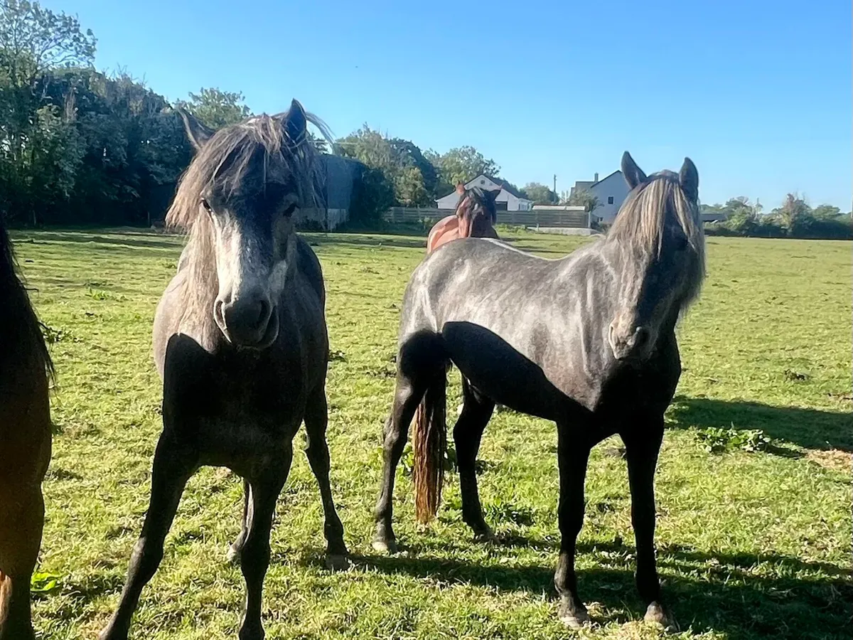 2 Grey full Connie 3 yr old - Image 1