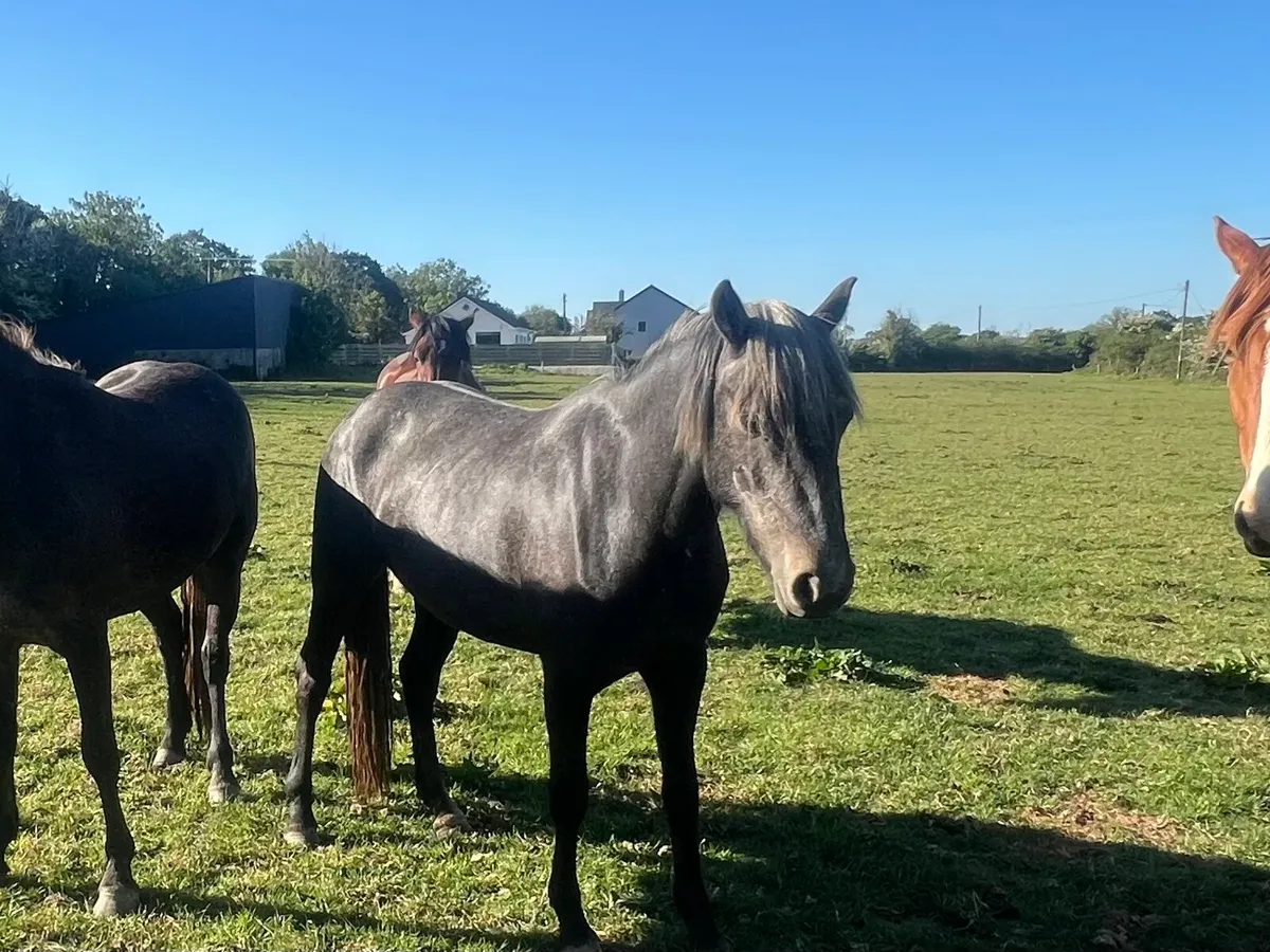 2 Grey full Connie 3 yr old - Image 2
