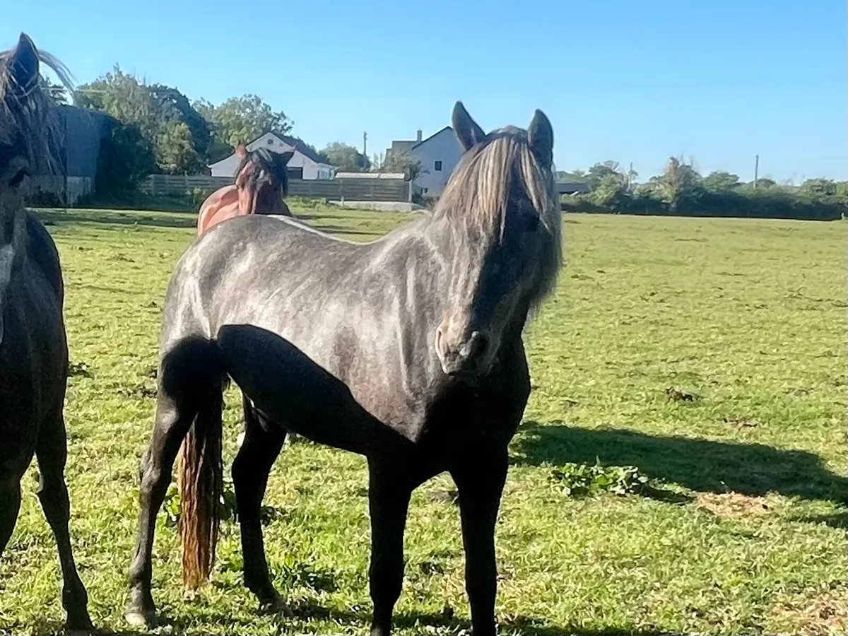 2 Grey full Connie 3 yr old - Image 3