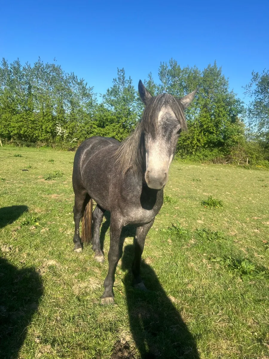 2 Grey full Connie 3 yr old - Image 4