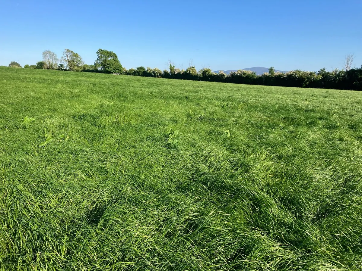 First Cut Silage - Image 2