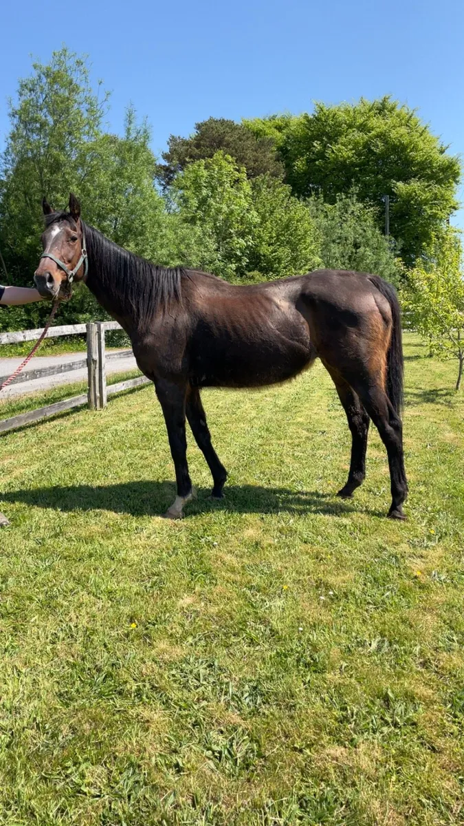 ☘️Mare scanned in foal to Connemara ☘️ - Image 1
