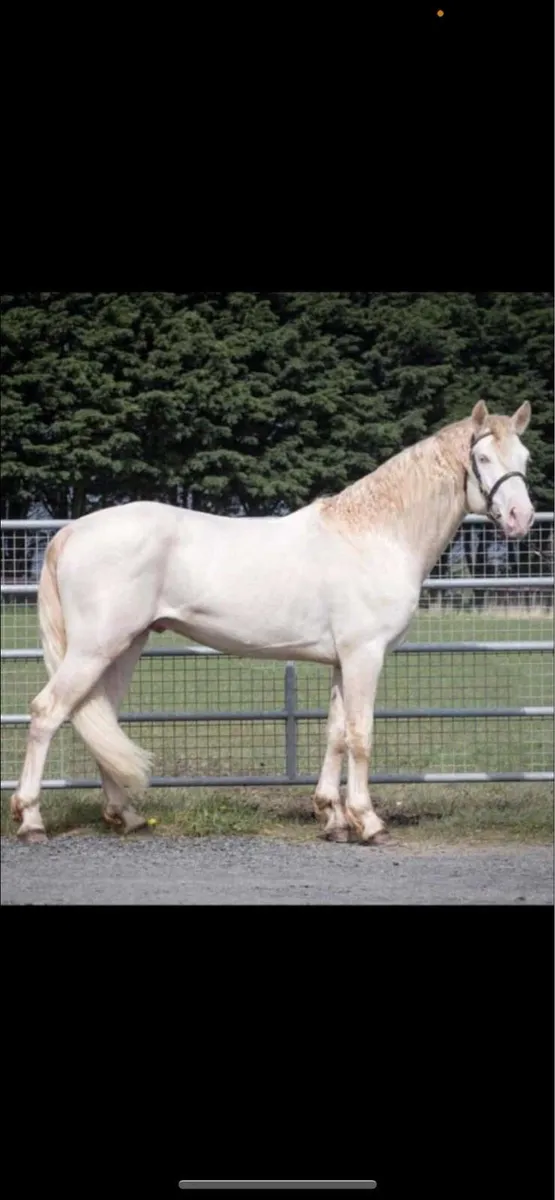 ☘️Mare scanned in foal to Connemara ☘️ - Image 2