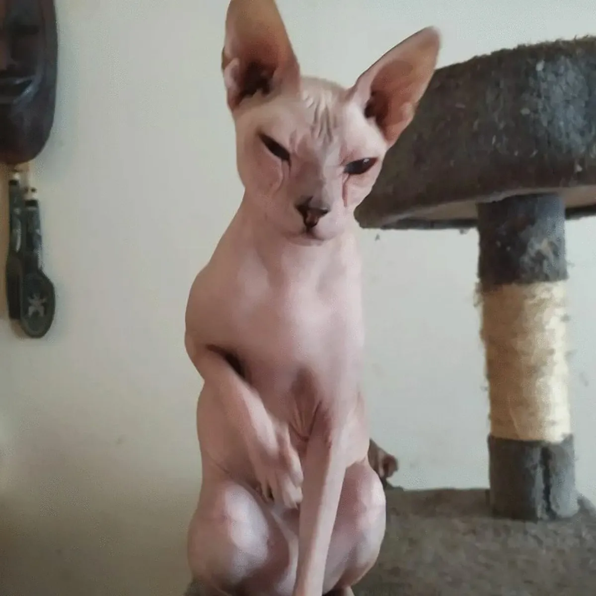 Sphinx Donskoy Bessie is for sale. - Image 2