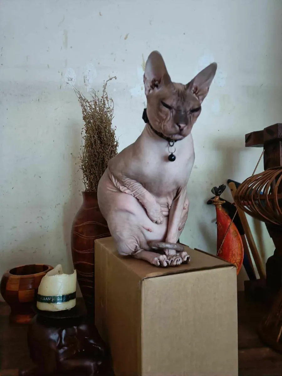 Sphinx Donskoy Bessie is for sale. - Image 4