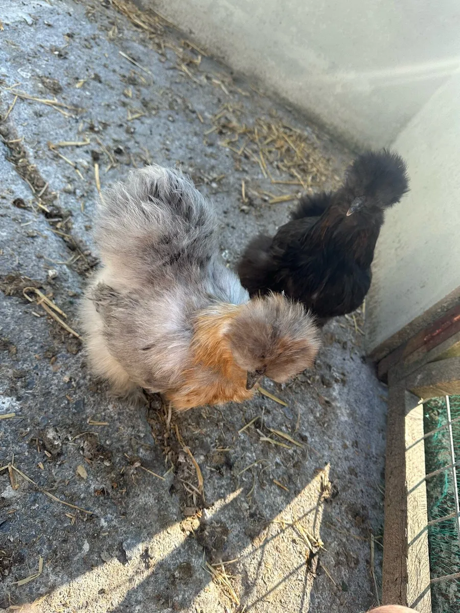 silkie - Image 1