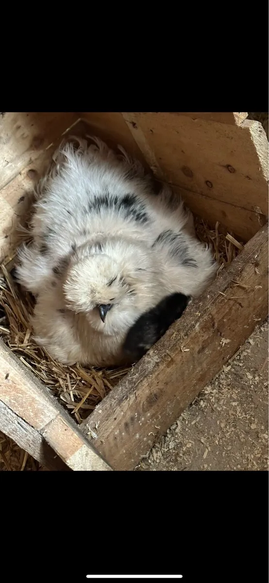 silkie - Image 2