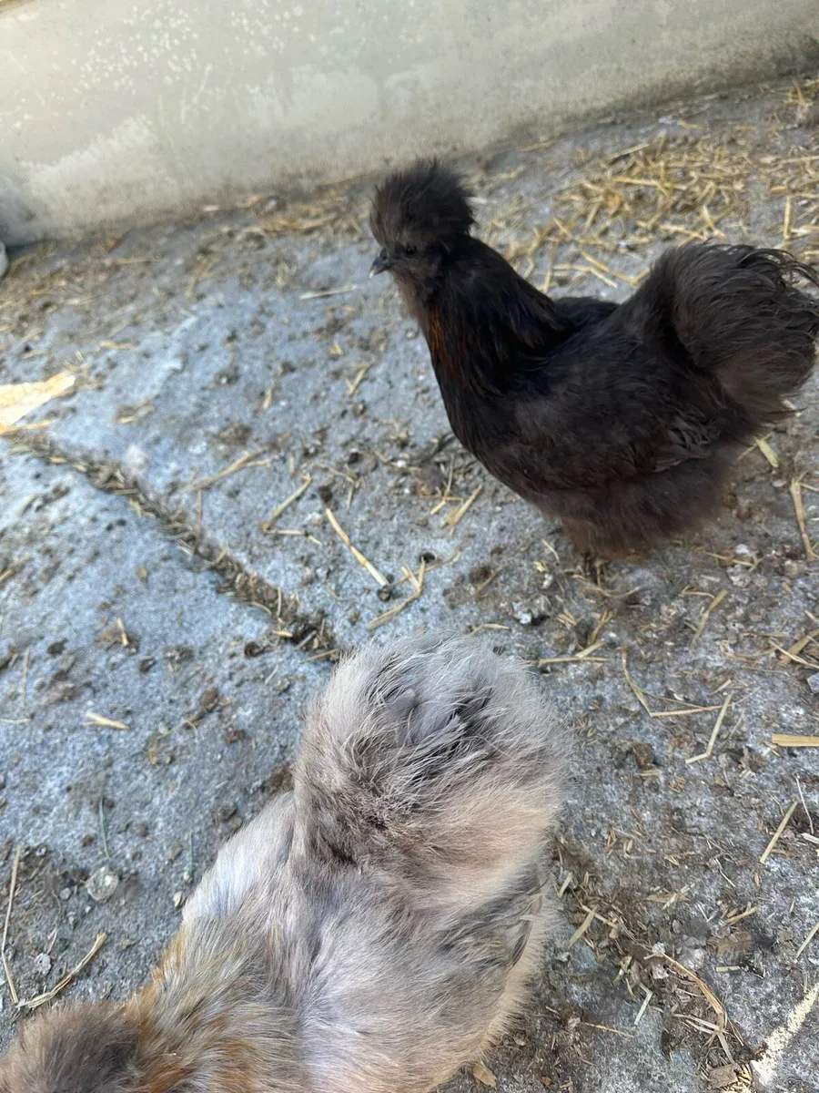 silkie - Image 3