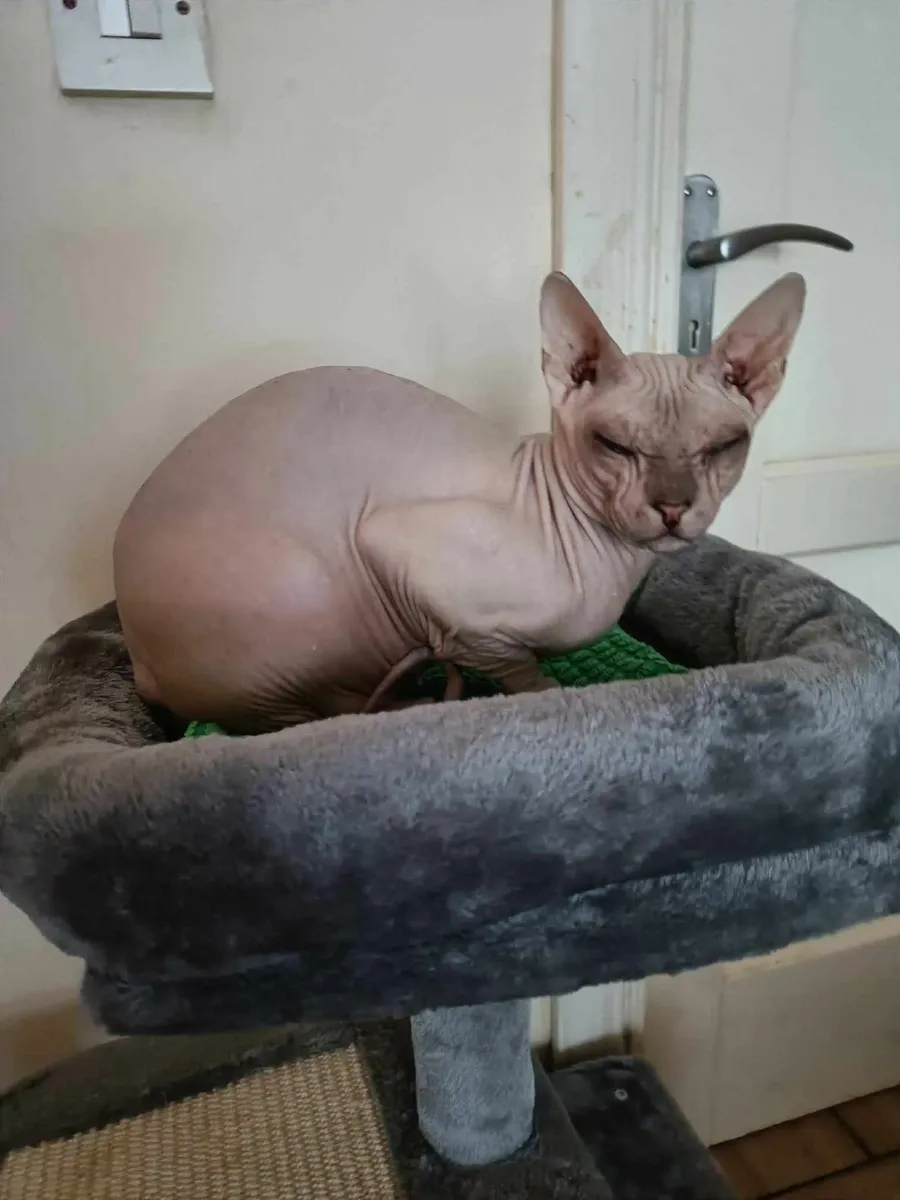 Sphinx Donskoy Bessie is for sale. - Image 1