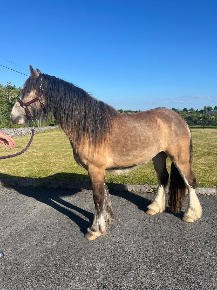 Smashing 3 year old cob mare - Image 2